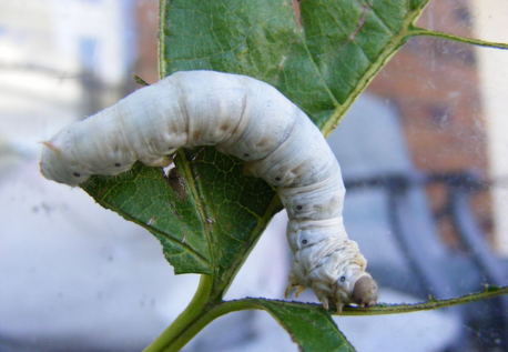 White Seductress Silkworm Eggs