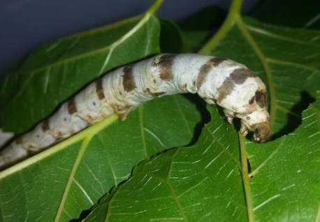 Zebra Silkworm Eggs