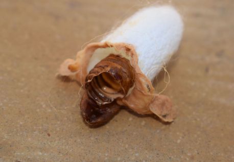 Waste Silkworm Cocoons