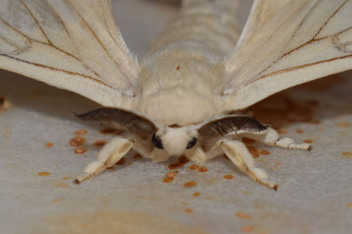 Silk Moth for Taxidermy