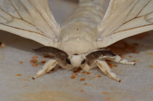 Silk Moth for Taxidermy