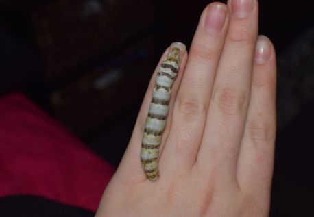 Why eat silkworms?