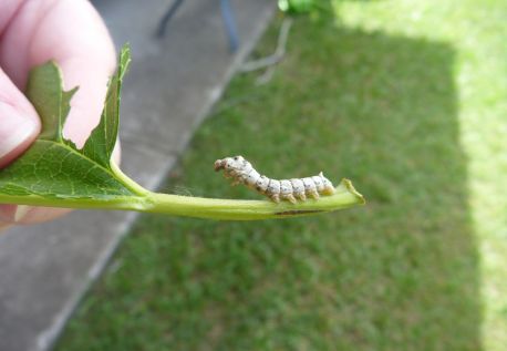 Silkworm