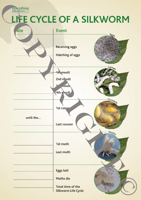 Silkworm Life Cycle Fill-in Sheet - Copyright Version