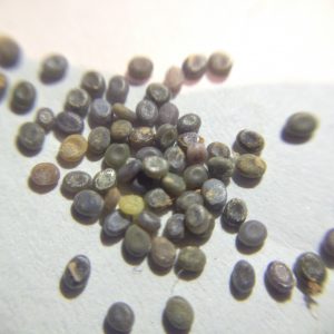 Loose fertile eggs laying on paper