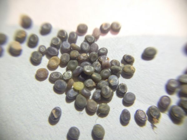 Loose fertile eggs laying on paper