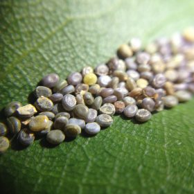 Fertile eggs laying on a Mulberry Leaf