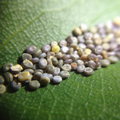 Fertile eggs laying on a Mulberry Leaf