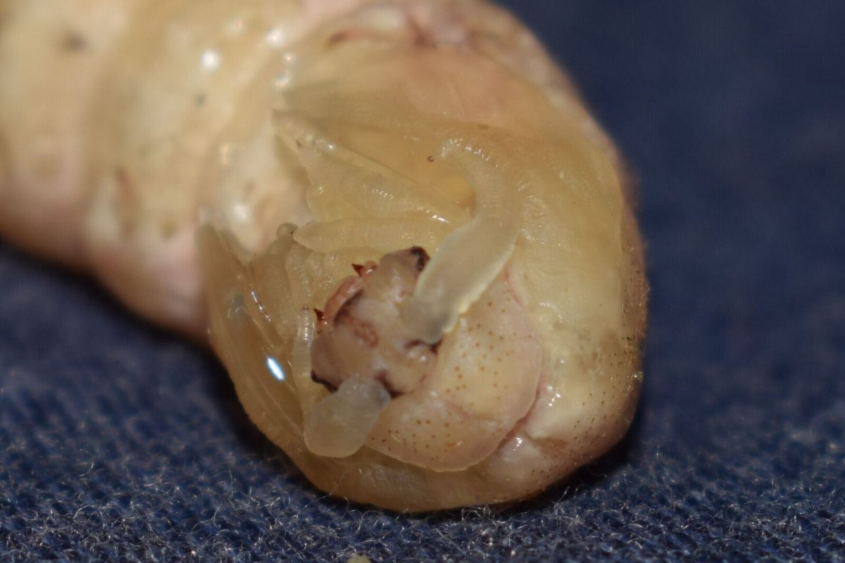 The face of a Silkworm chrysalis