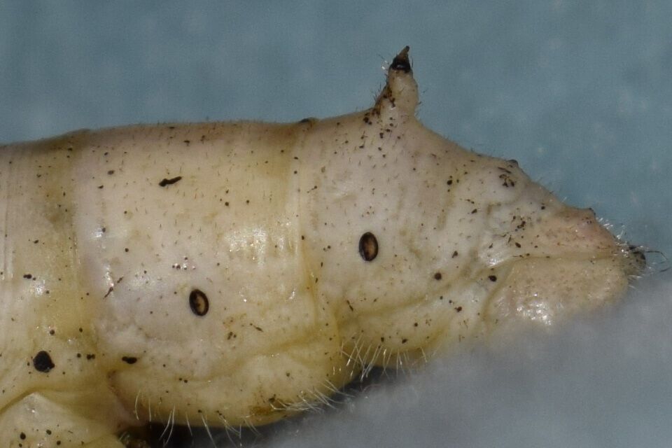 Close-up of a Silkworm's spike