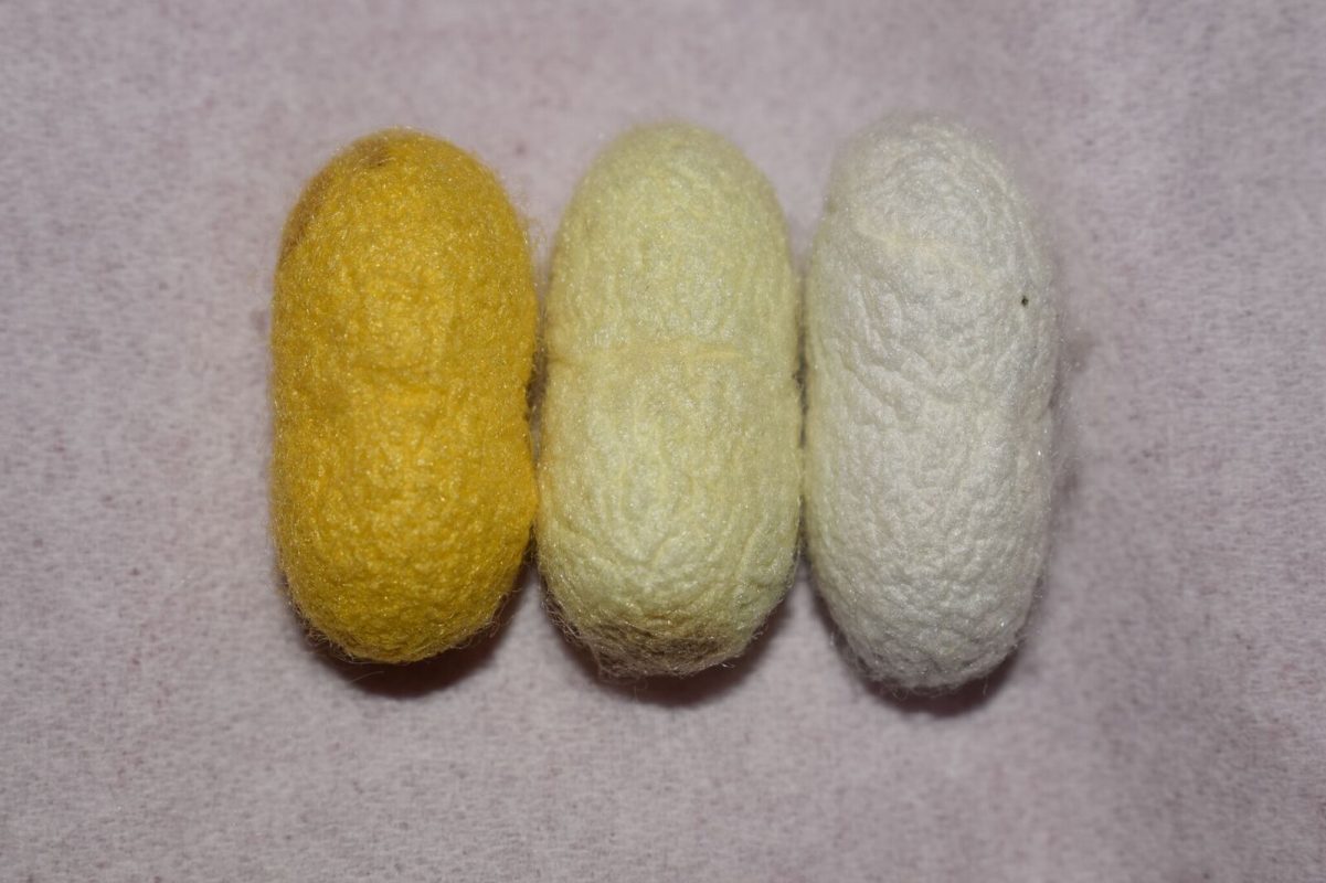 Each colour of Silk cocoon sitting on white cloth