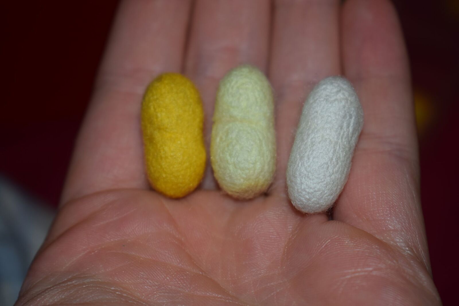 Each colour of Silk cocoon in a hand