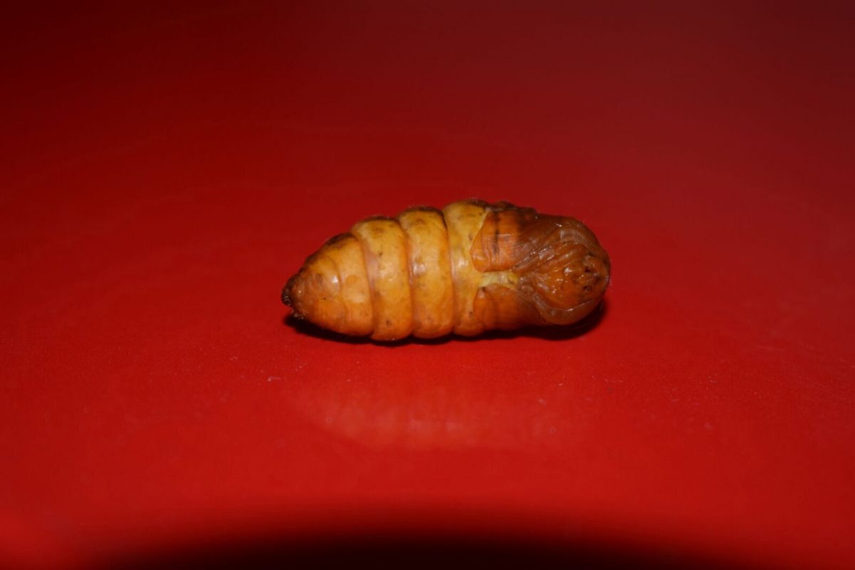 Silkworm pupa on a red table