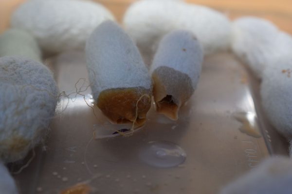 Two pierced silk cocoons