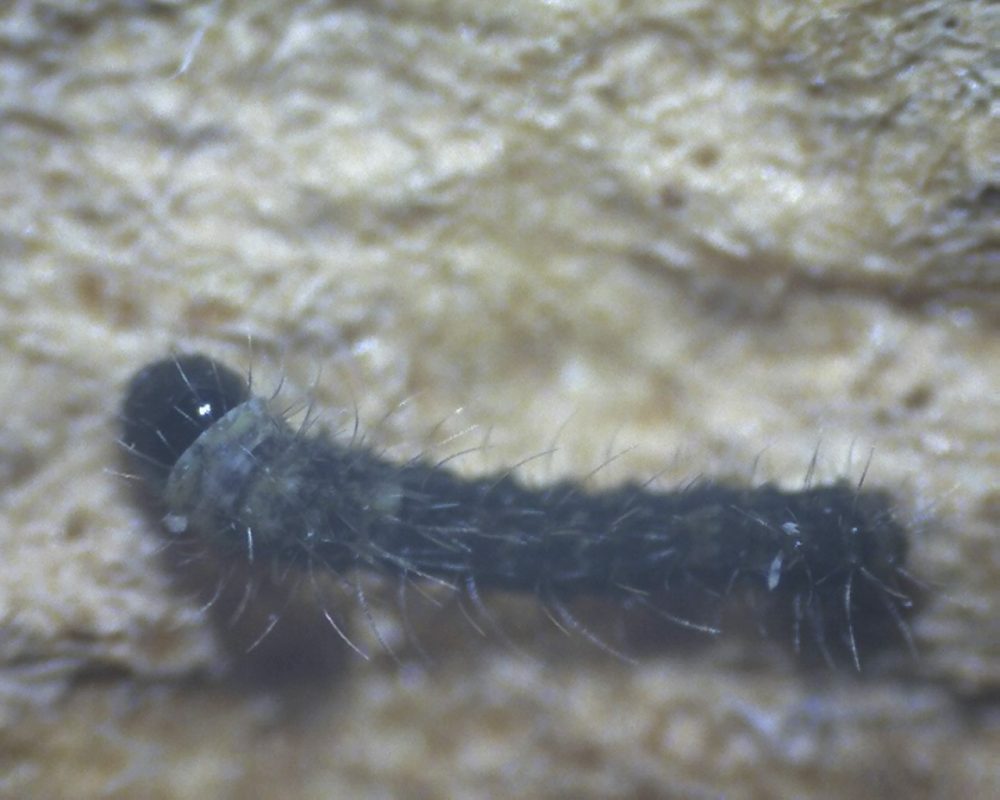 A close-up of a baby Silkworm - kego - where the hairs are visible on its skin