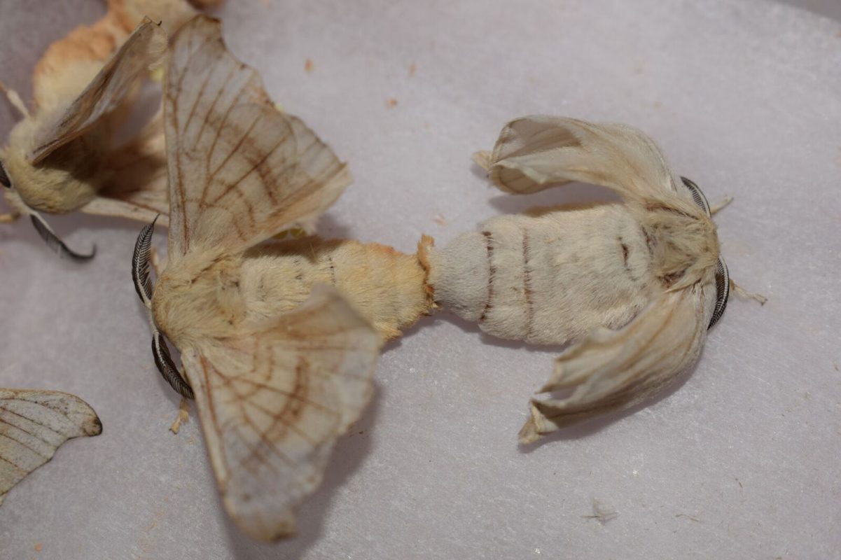 Silk-moths mating