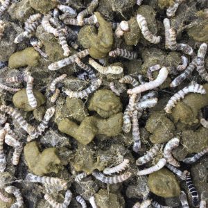 Silkworms eating chow