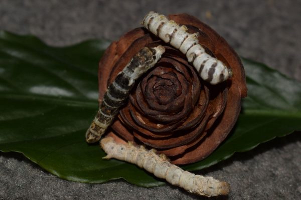 Silkworms on a dried flower