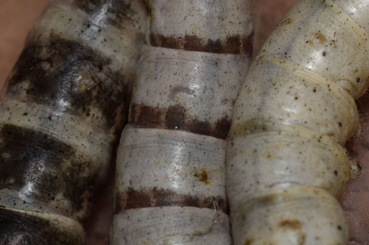 Close-up of the different stripes of Silkworms
