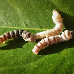 Silkworms on a leaf in the sun