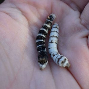 Zebra and Tiger Silkworm in a female hand