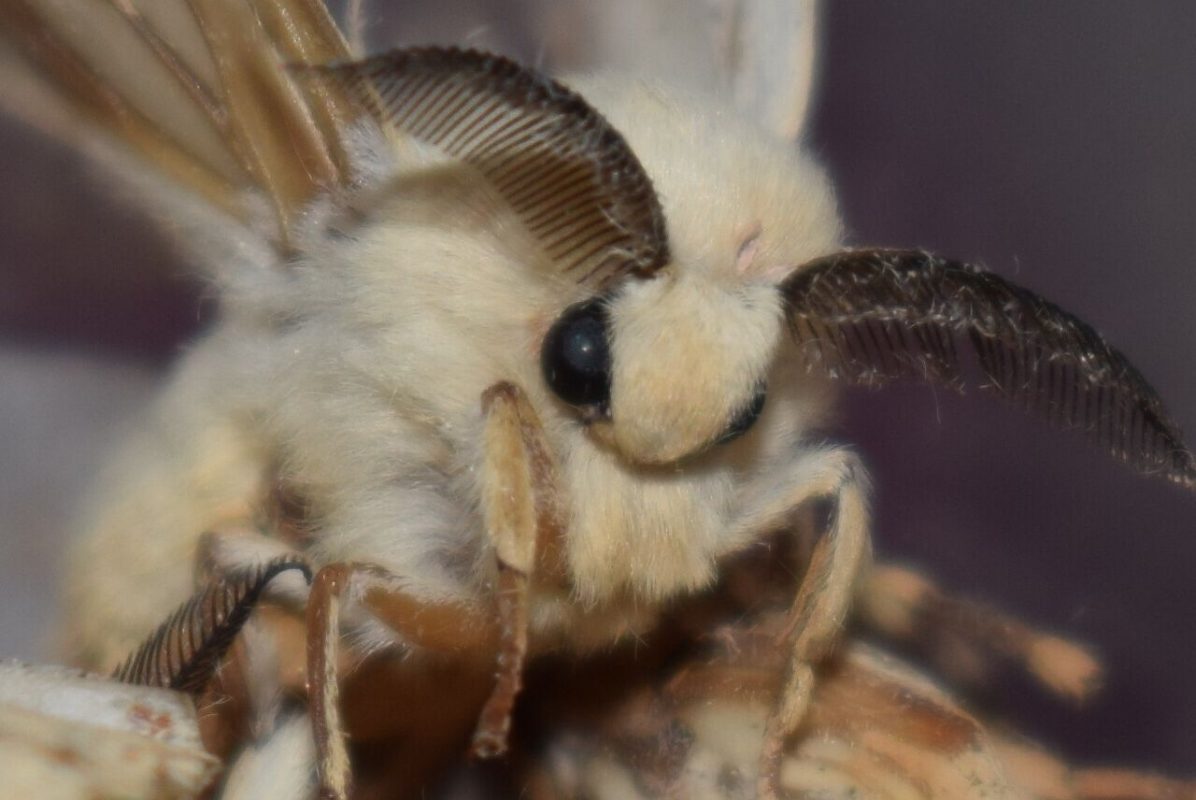Silk-moth close-up