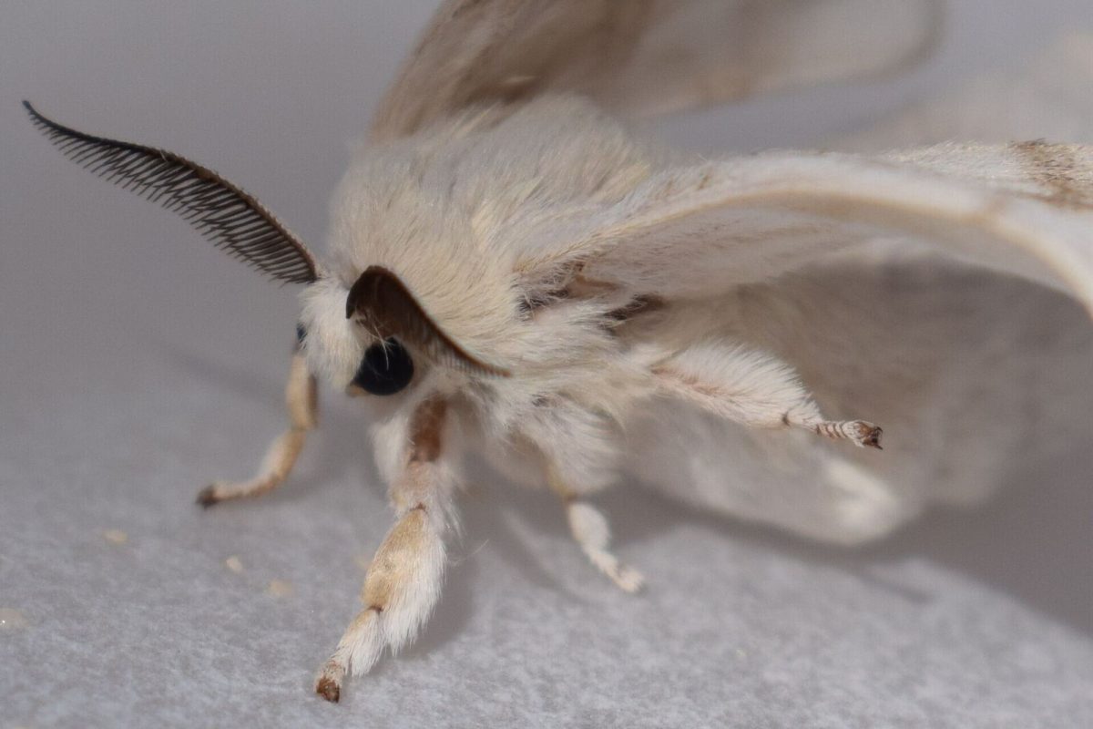 Silk-moth sitting in a shoebox