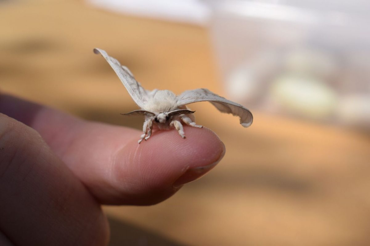 Silk-moth sitting on a finger