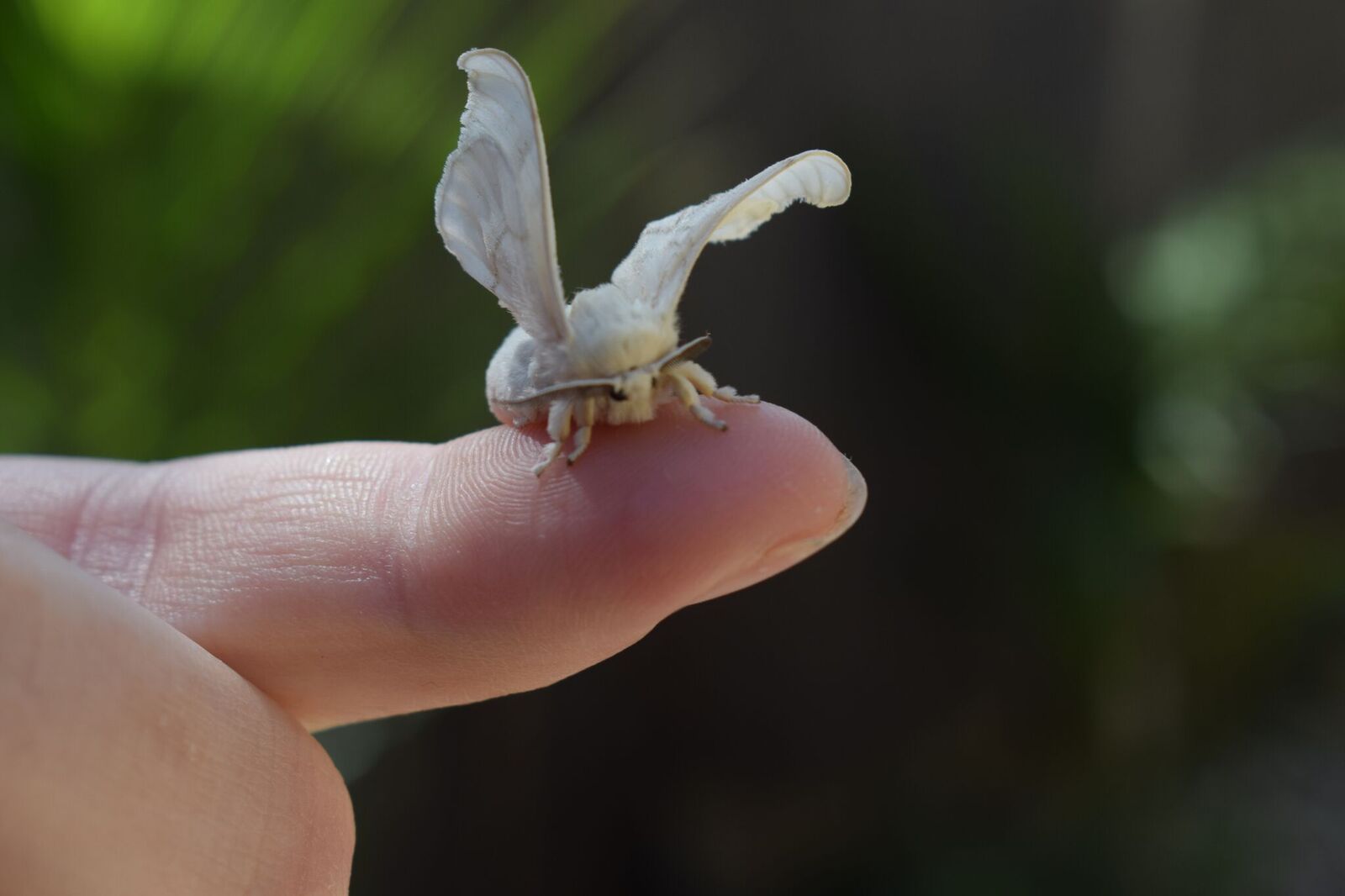 Silk-moth sitting on a finger