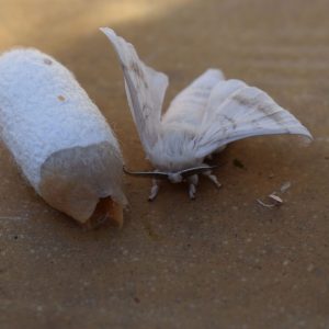 Silk-moth and its cocoon