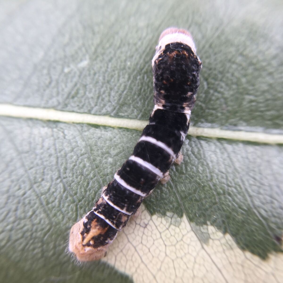 Tiger Silkworm on a leaf