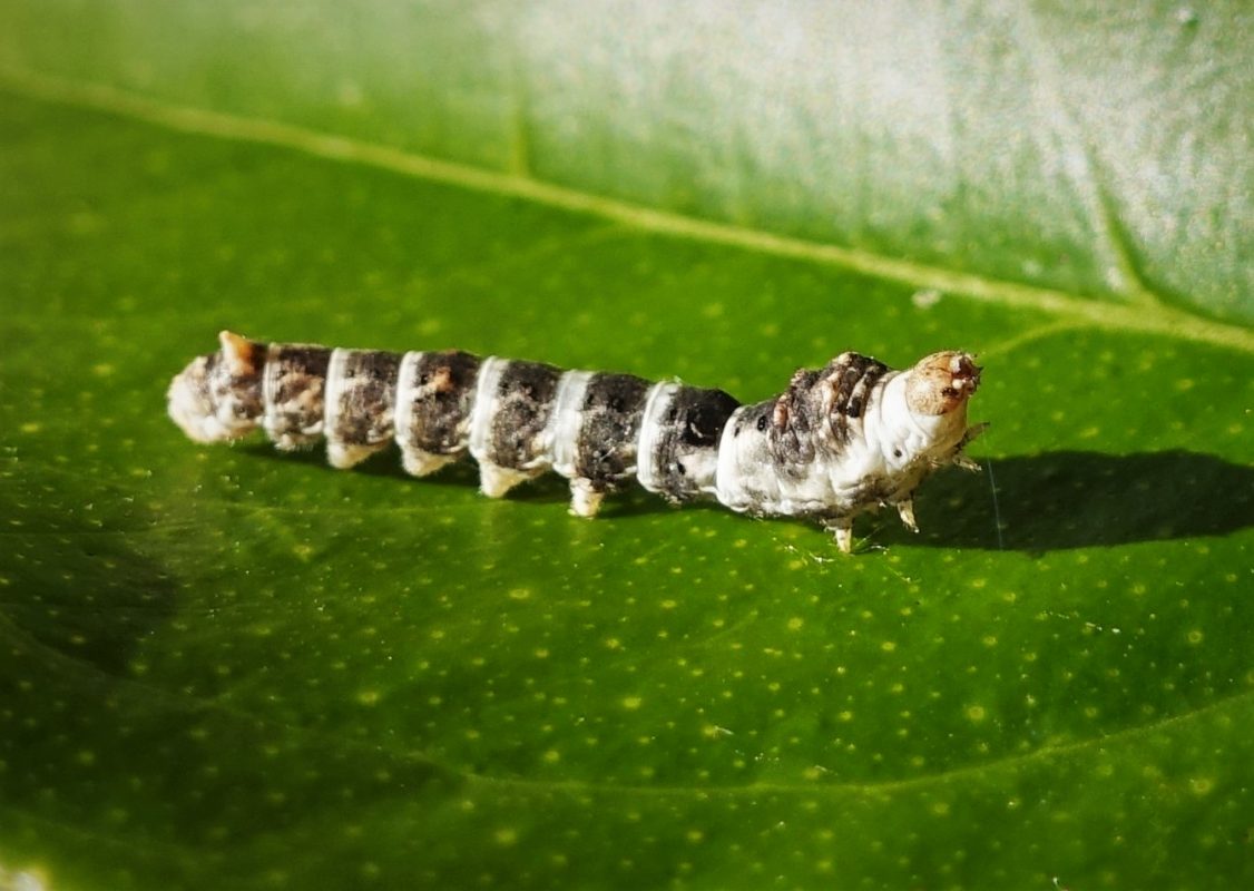 Tiger Silkworm on a leaf