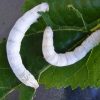 Two large White Seductress Silkworms munching on a Mulberry Leaf