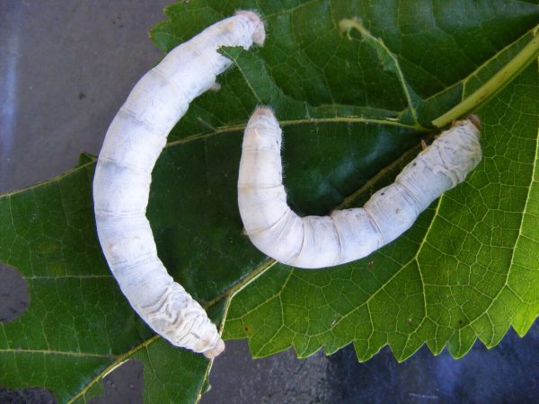 Two large White Seductress Silkworms munching on a Mulberry Leaf