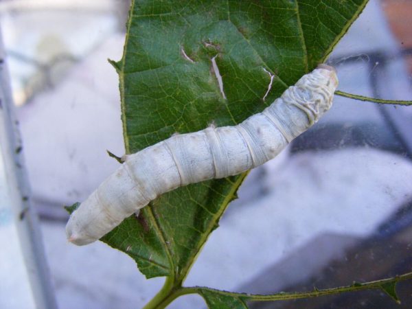 A large White Seductress Silkworm crawling on a leaf