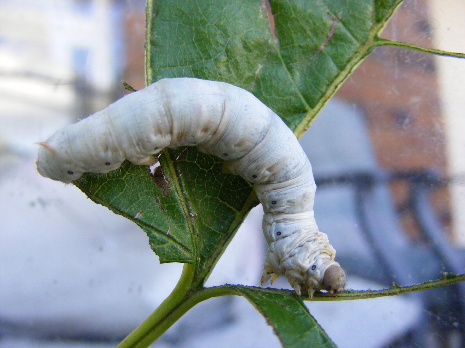 A large White Seductress Silkworm eating a Mulberry Leaf