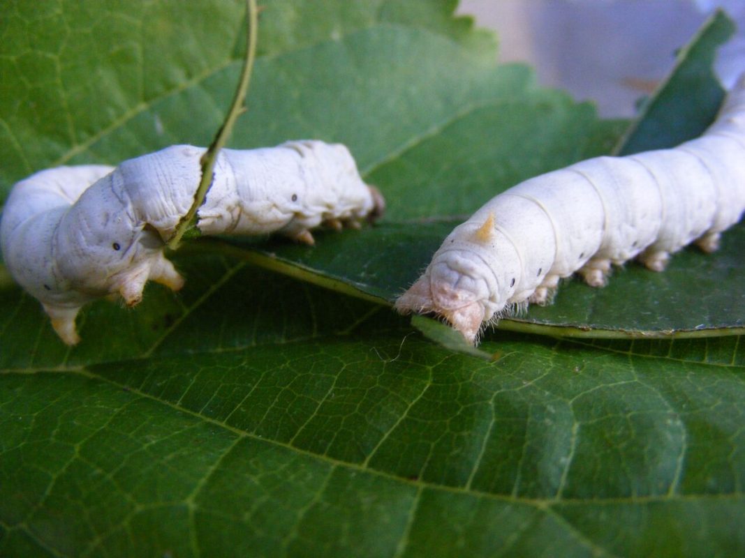 Two White Seductress Silkworms sitting on a Mulberry Leaf