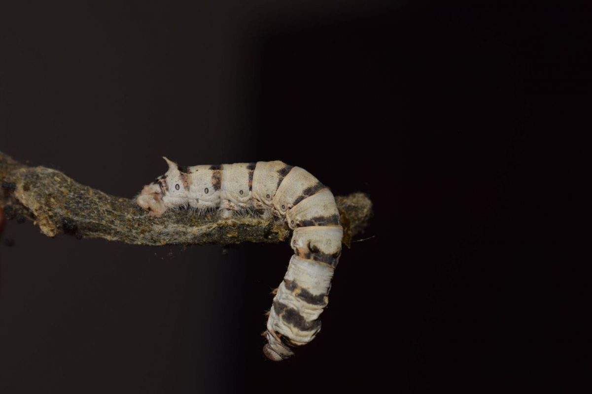 A medium-sized Zebra Silkworm hanging off a stick