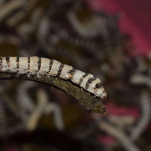 A medium-sized Zebra Silkworm sitting on a stick