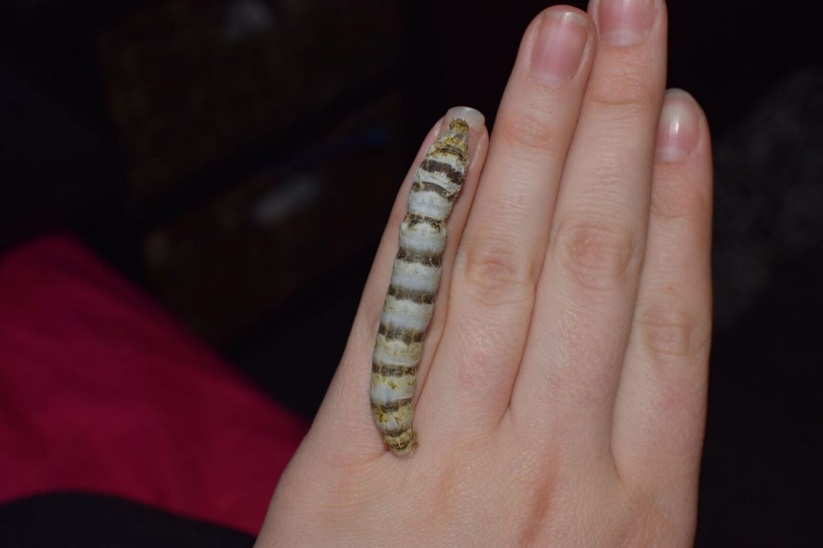 A Zebra Silkworm on the backside of a hand