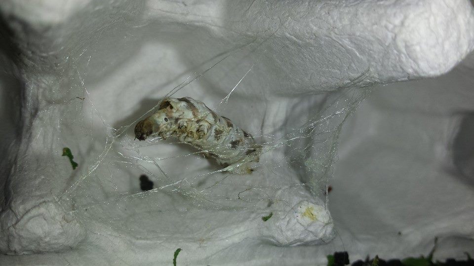A Zebra Silkworm beginning to spin its cocoon in an egg carton