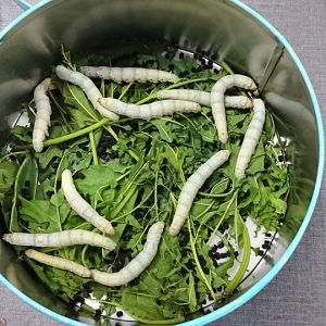 Raising silkworms in the classroom