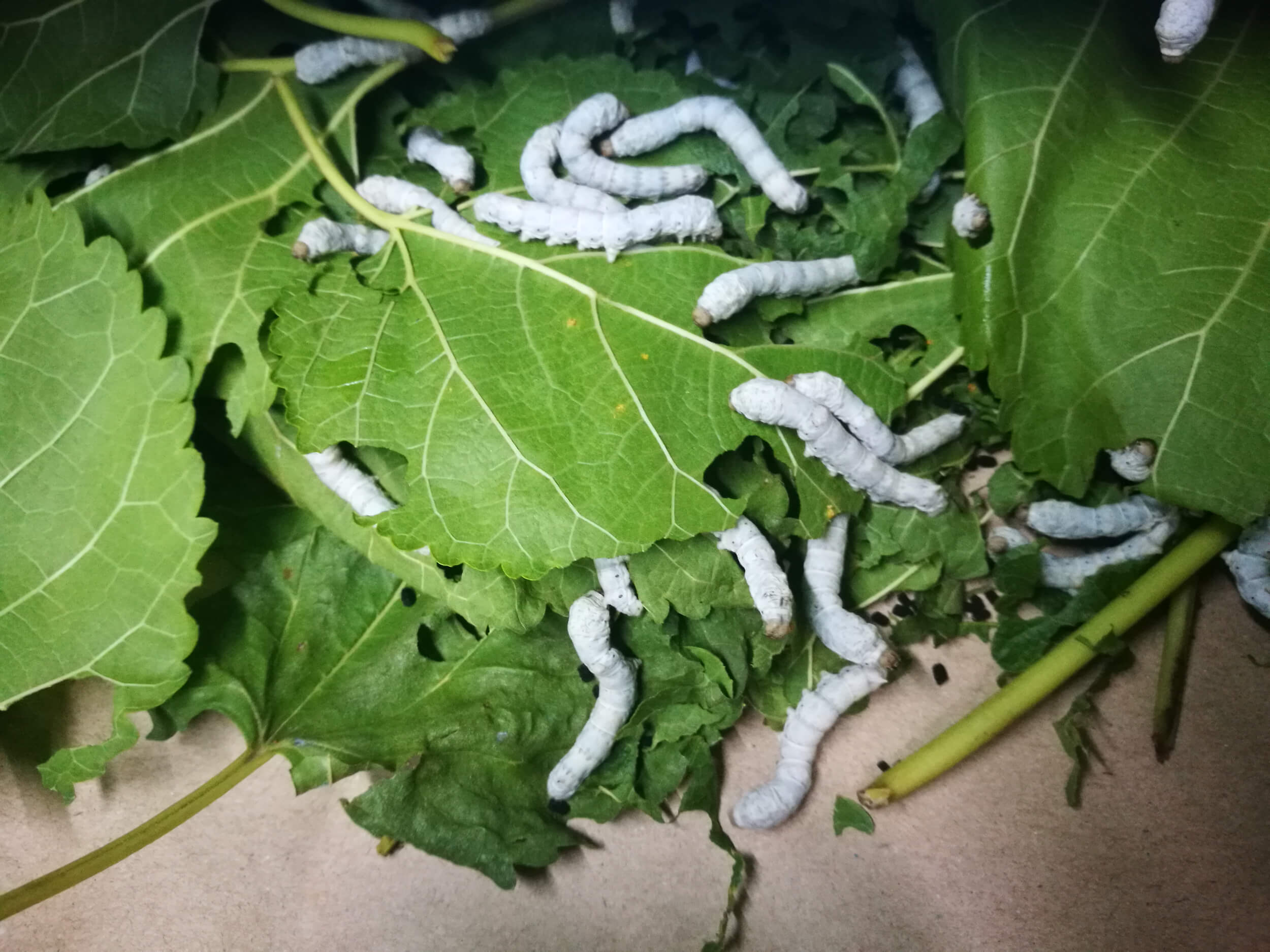 Silkworms Eating