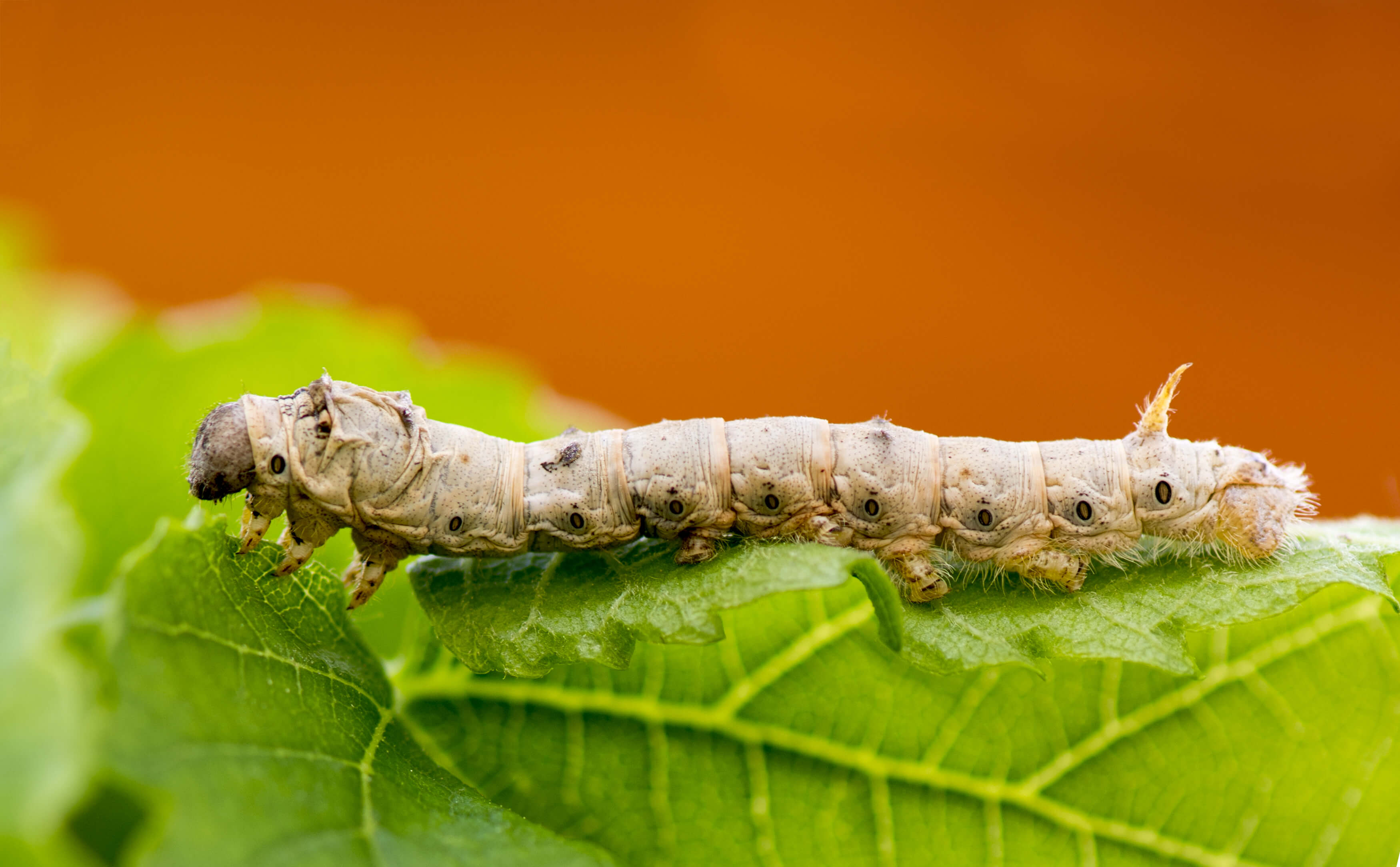 White Seductress Silkworm on a leaf