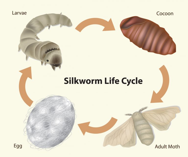 A Beginner's Guide to Silkworms (Everything You Need to Know ...