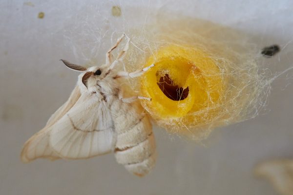 Silk-moth emerging from a gold cocoon