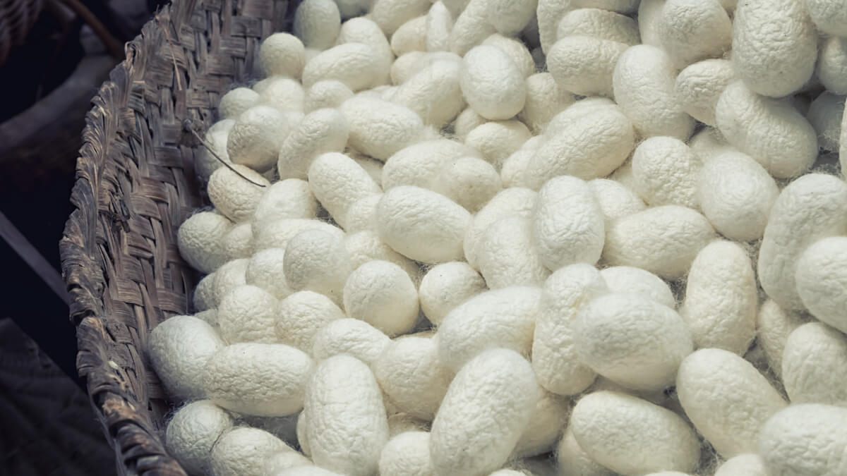 Basket of white Silk cocoons