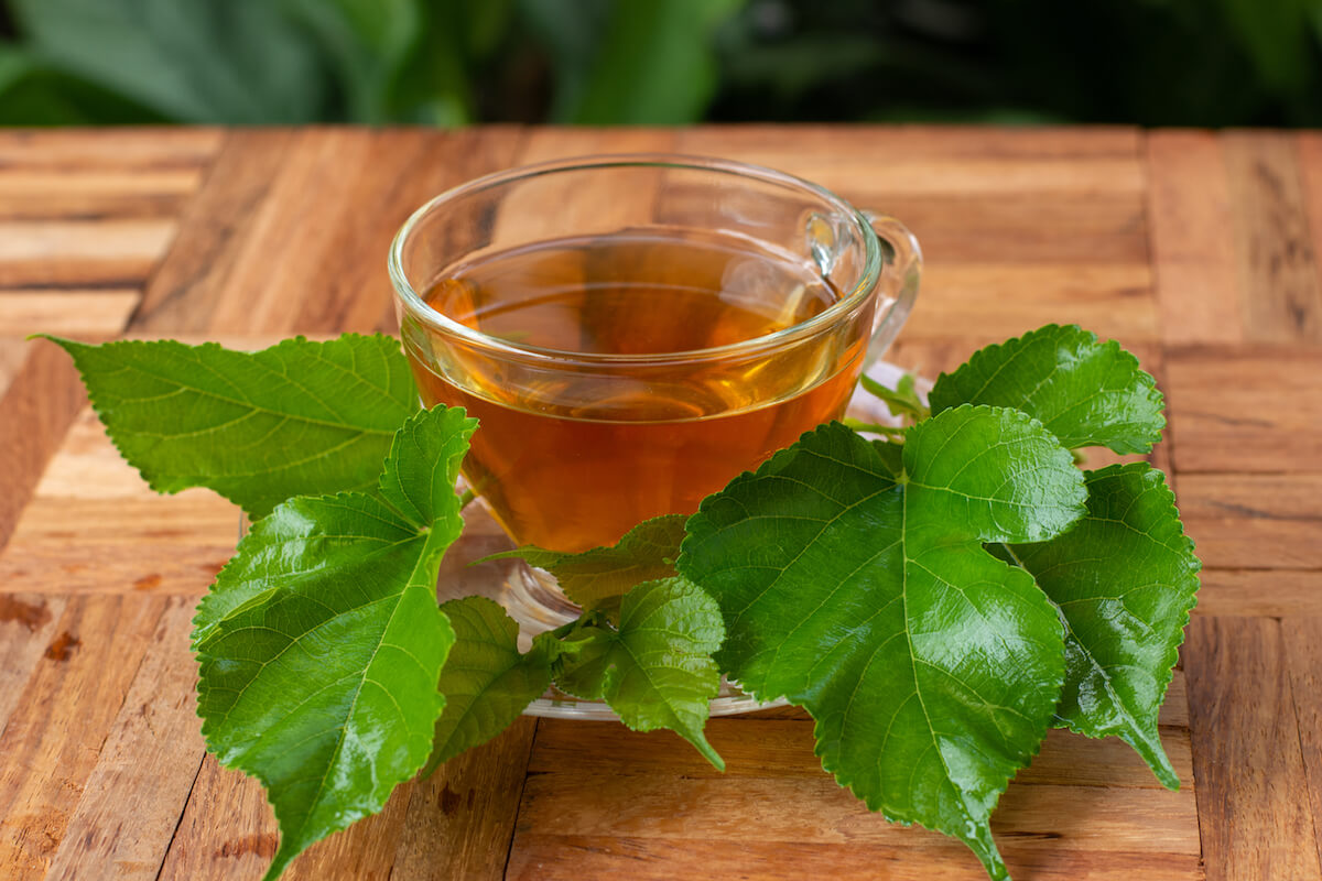 Mulberry Leaf Tea 4 Remarkable Health Benefits Everything Silkworms