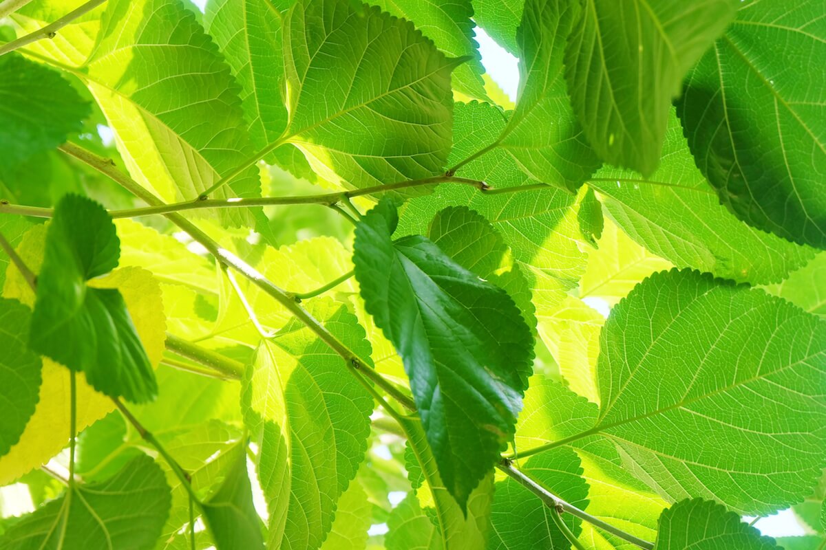 Mulberry leaves on a tree