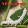 Silkworms - Textbook cover